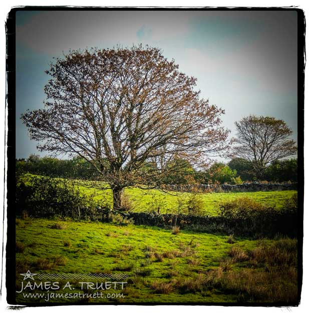 Autumn tree in a rock-walled Irish meadow in County Clare, Ireland