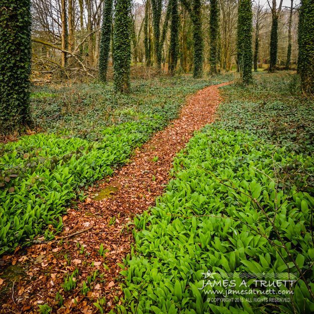 Irish Woods of Coole Park in Yeats Poems