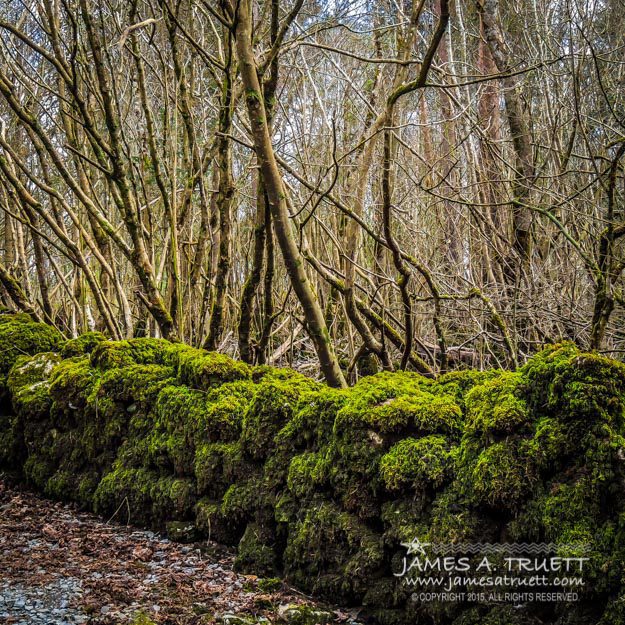 Mossy Rock Fence in Coole Park Wood