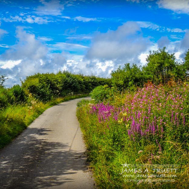 Summer Flowers On Irish Country Road