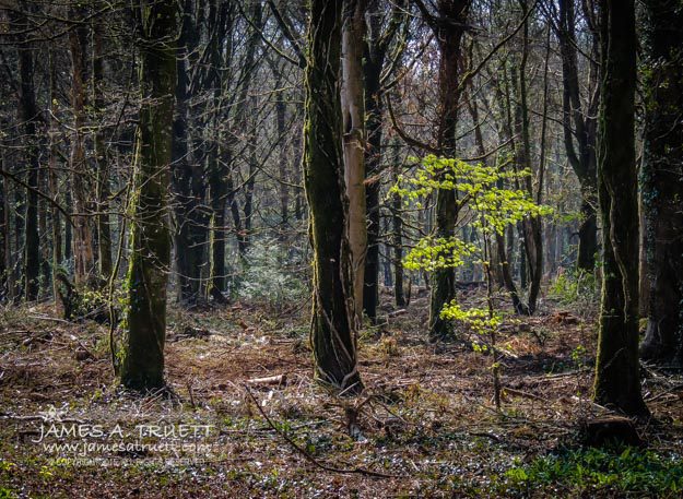 In the Woods of W. B. Yeats at Ireland's Coole Park