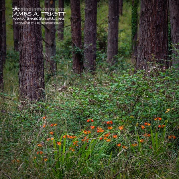 Portumna Forest Park Paradise in County Galway