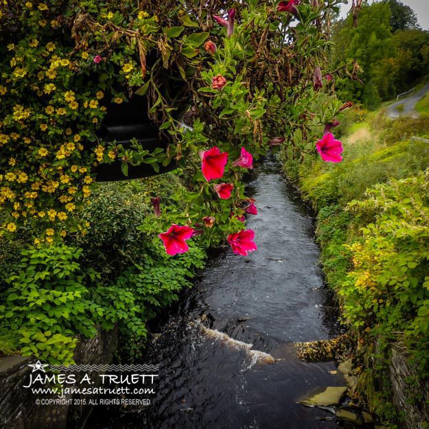 Hanging Flowers over County Clare’s Owenslieve River