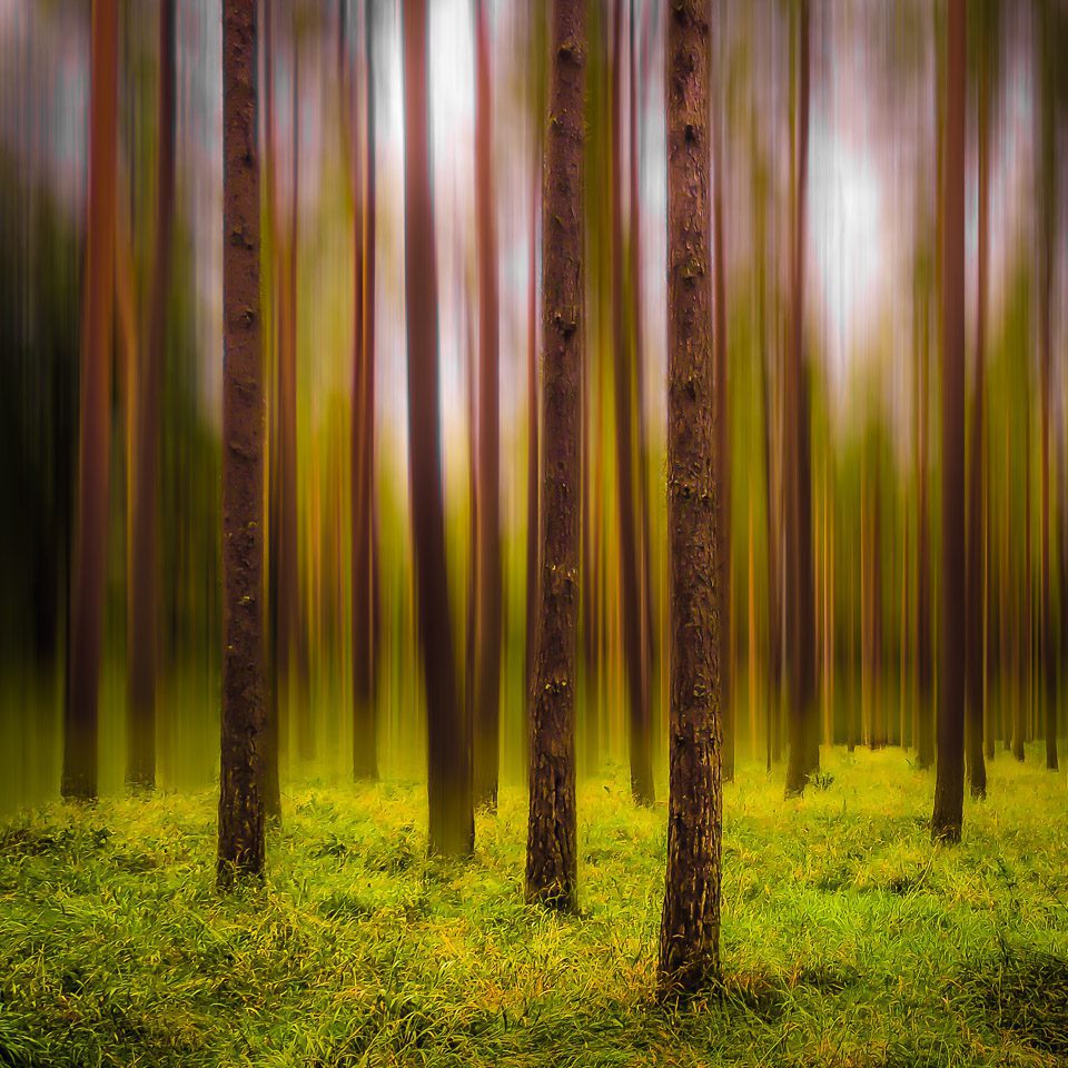 Ethereal Mood in Portumna Forest Park