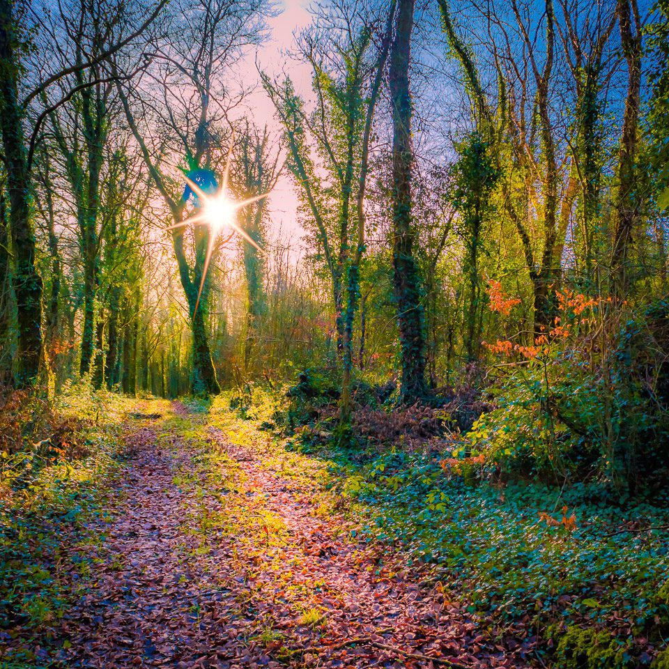 Late Afternoon Sun at Dromore Wood Nature Reserve