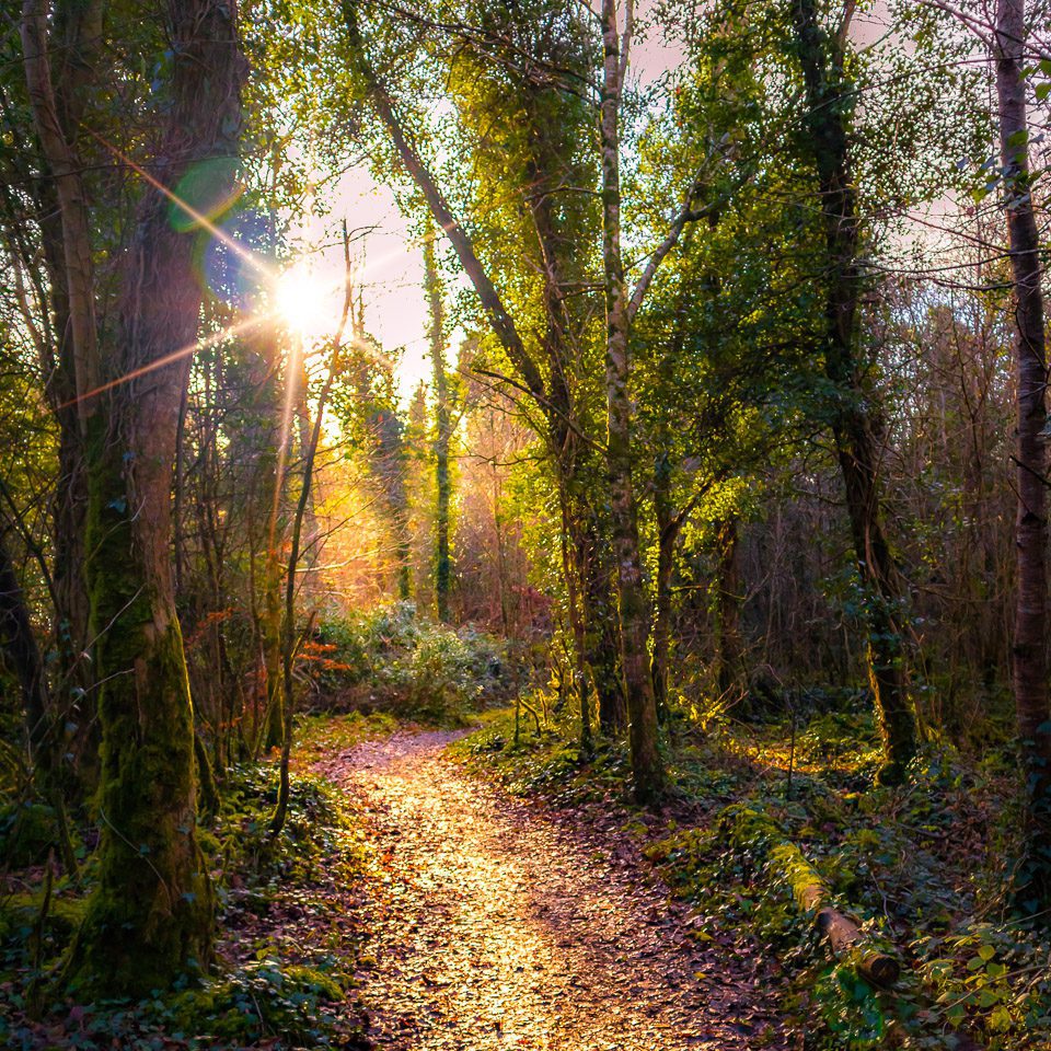 Sunlit Path in Dromore Wood Nature Reserve