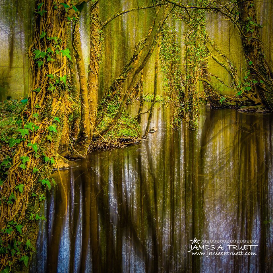 Streamstown River Reflections in Yeats’ ‘Faerie Forest’