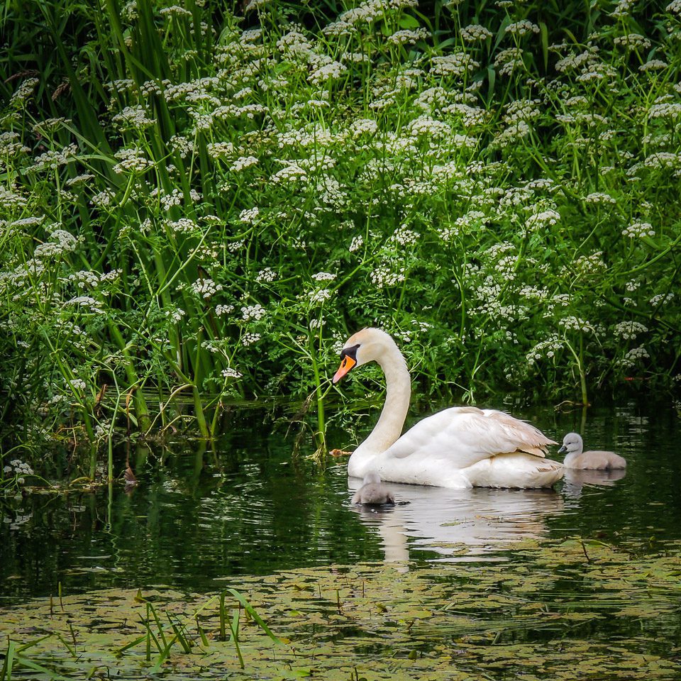 Swan and Cygnets in Doneraile Park, County Cork