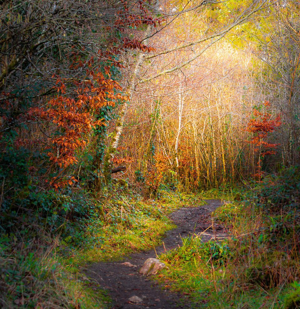 Mystical World of County Clare’s Dromore Wood