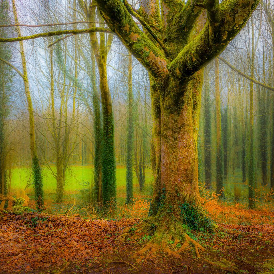 Trees at Coole Park, County Galway