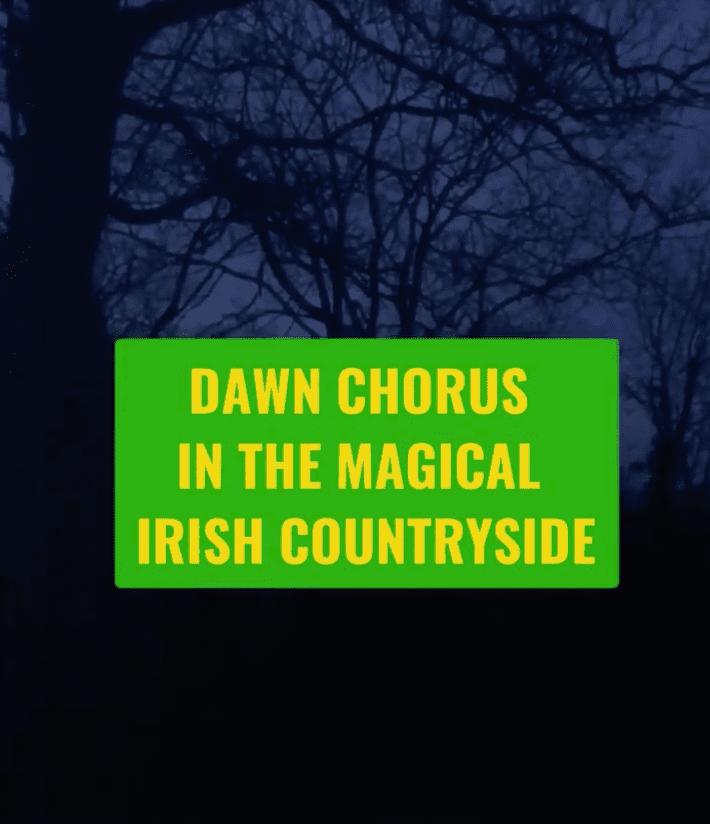 Dawn Chorus in the Irish Countryside
