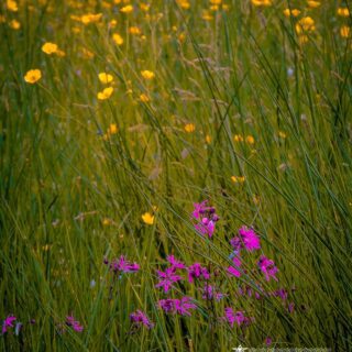 Sun dabbed Butter Cups & Ragged Robin