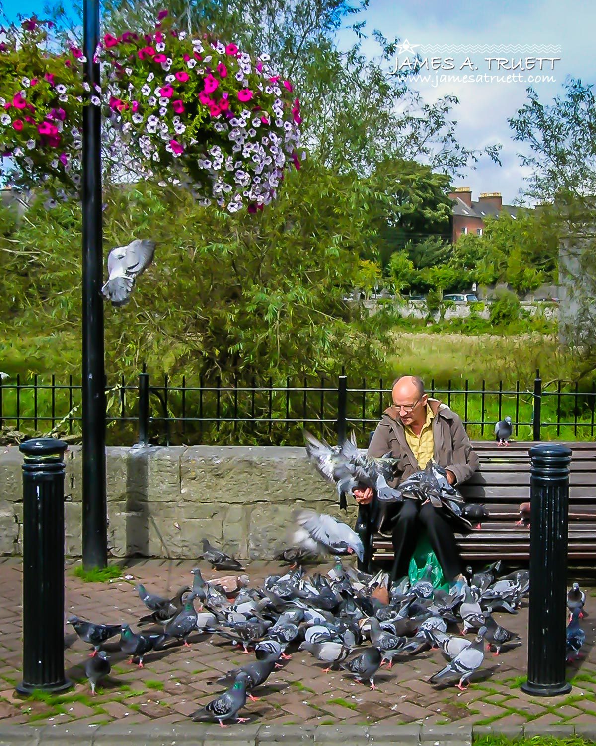 Man feeding Pigeons, Ennis