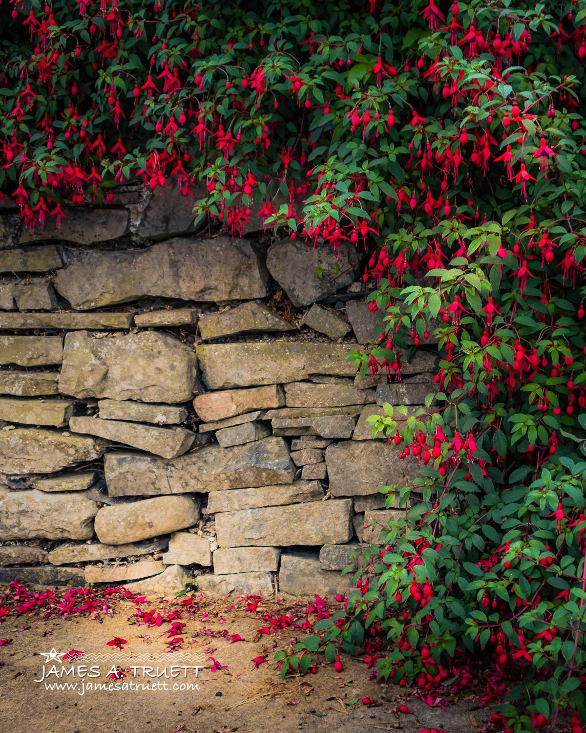 wild irish fuchsias kildysart