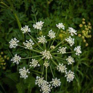 water-dropwort hemlock