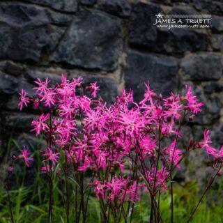 ragged robin wildflowers