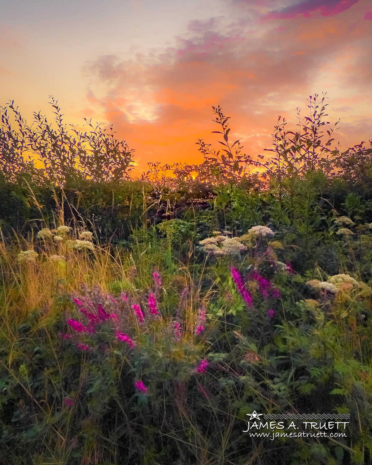 County Clare Flowers at Sunrise James A. Truett
