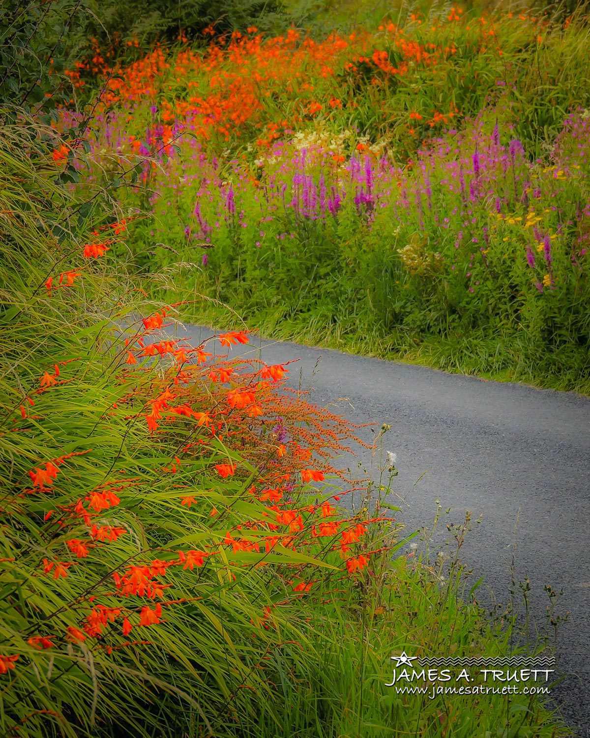 Summer Wildflowers of Lacknashannagh