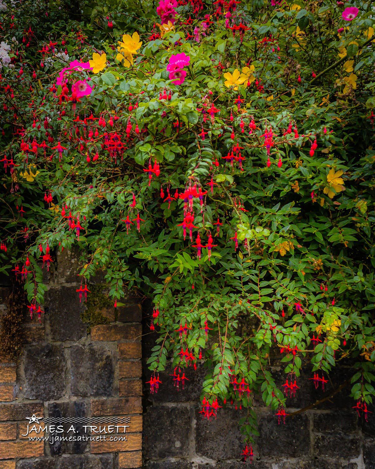 Irish Symphony of Soothing Colours
