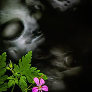 Creepy Halloween Photo and Flower