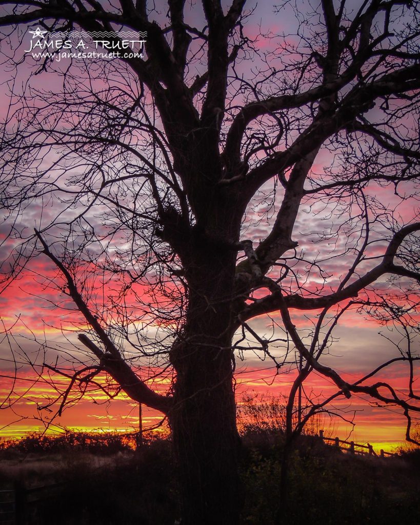 tree silhouette sunrise