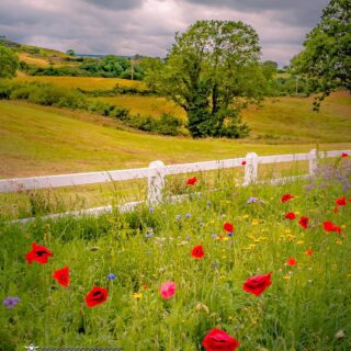 Veterans Day and Remembrance Poppies