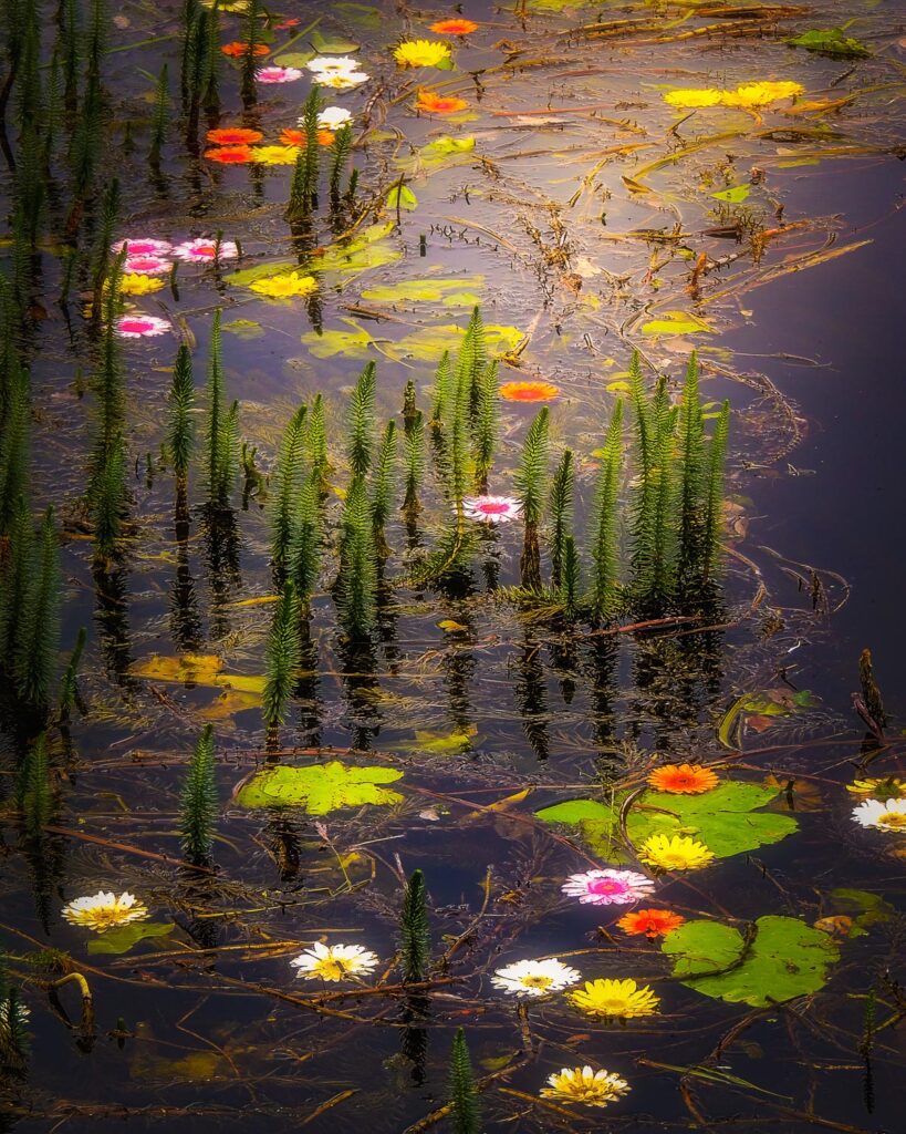 "Flowers in the Castle Moat," was on display at Nicoleta Gallery, Berlin, Germany, for the month of August 2025
