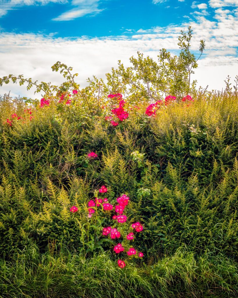 Nature's Summer Tapestry