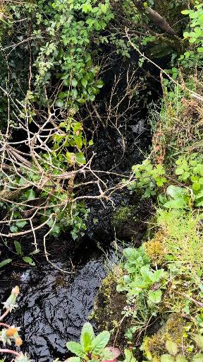 James A. Truett I Artist