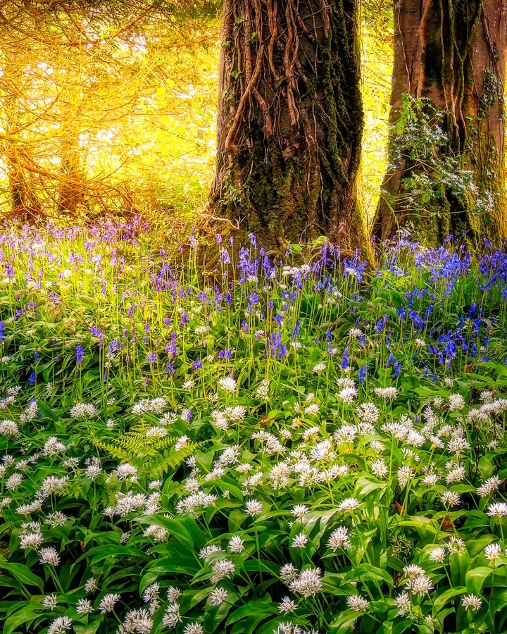 James A. Truett I Artist